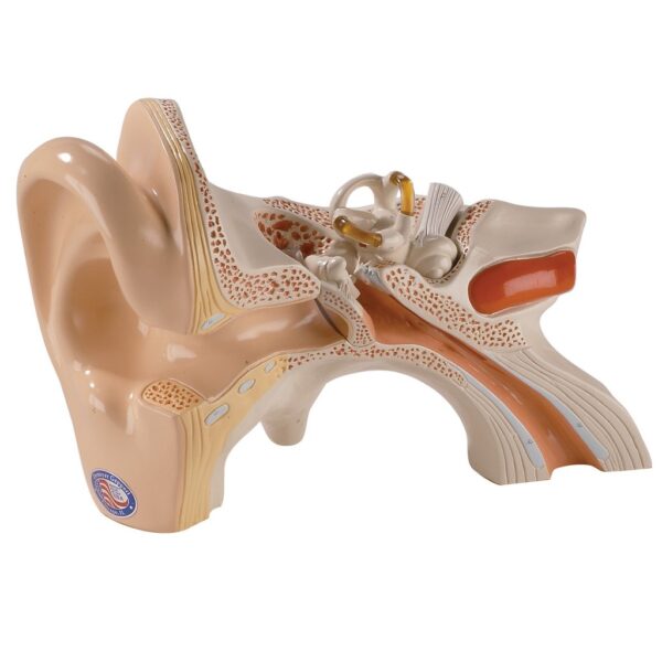 Denoyer Giant Ear Model, 5X Life-Size - 3 Parts - Isaac Technologies Corp