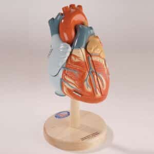 Denoyer Heart Of America, 2X Life-Size