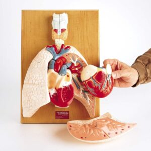 Denoyer Cardiopulmonary System, Life-Size