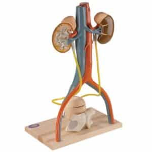 Denoyer Free Standing Urinary System