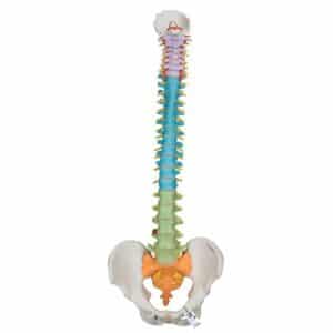 3B Didactic Flexible Spine