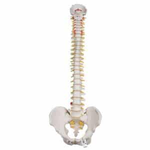 3B Highly Flexible Spine