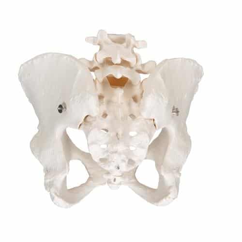 3B Female Pelvis Skeleton - Image 2