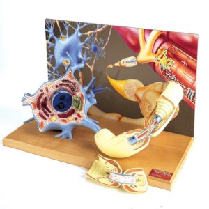 Denoyer Motor Neuron Diorama