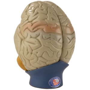 Denoyer Giant Brain Model, 2X Life-Size - 4 Parts