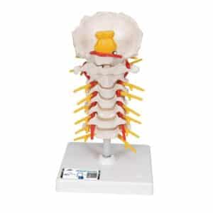 3B Cervical Spinal Column, Life-Size