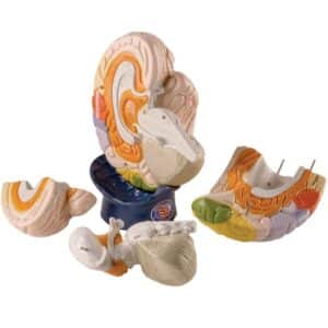 Denoyer Giant Functional-Center Brain, 2X Life-Size, 5 Parts