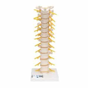 3B Thoracic Spinal Column, Life-Size