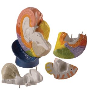 Denoyer Giant Regional Brain, 2X Life-Size, 5 Parts