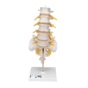 3B Lumbar Spinal Column, Life-Size