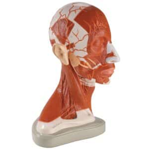 Denoyer Half of Head and Neck Musculature