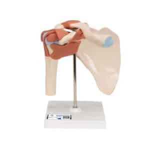 3B Deluxe Functional Shoulder Joint, Physiological Movable