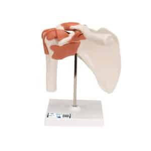 3B Functional Shoulder Joint