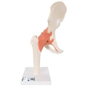 3B Deluxe Functional Hip Joint, Physiological Movable