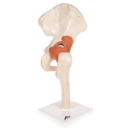 3B Deluxe Functional Hip Joint, Physiological Movable - Image 2