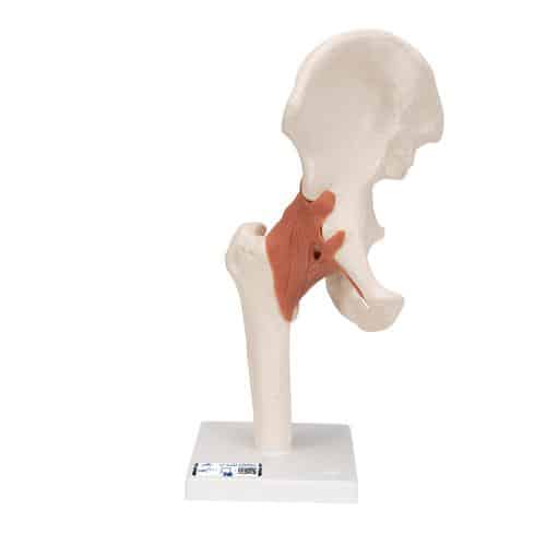 3B Functional Hip Joint