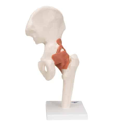 3B Functional Hip Joint - Image 2