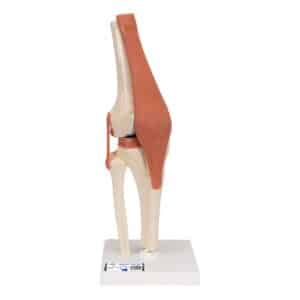 3B Deluxe Functional Knee Joint, Physiological Movable