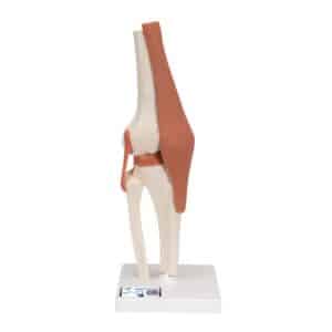 3B Functional Knee Joint
