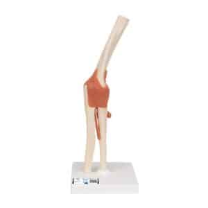 3B Deluxe Functional Elbow Joint, Physiological Movable