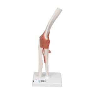 3B Functional Elbow Joint