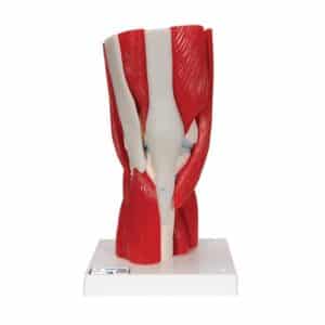 3B Knee Joint w/Muscles - 12 Parts