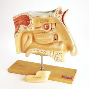 Denoyer Human Sinuses Model, 4X Life-Size