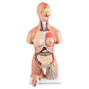 Walter Dual-Sex Human Torso w/Open Back - 55cm, 22 Parts