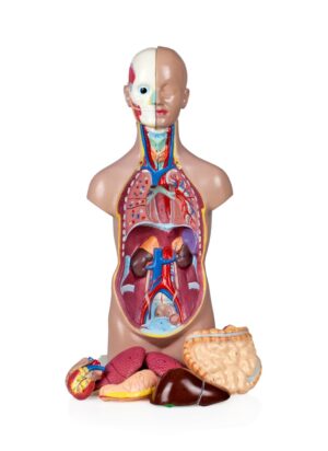 Walter Sexless Human Torso - 11 Parts