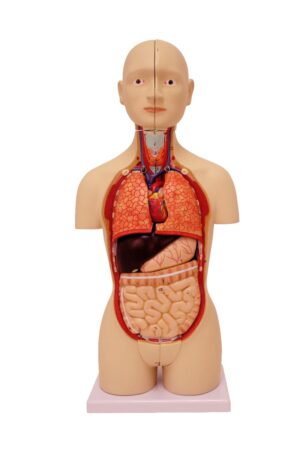 Walter Dual-Sex Mini Torso - 16 Parts