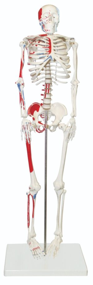 Walter Half-Size Skeleton w/Muscles