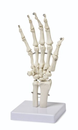 Walter Hand Skeleton