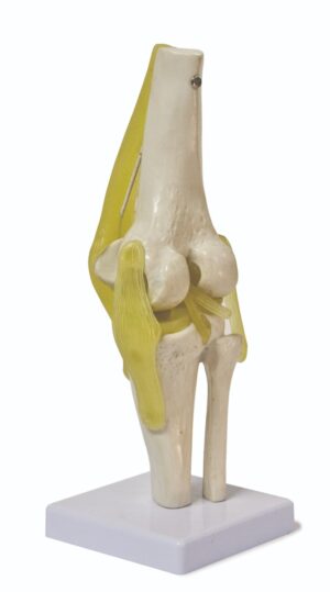 Walter Knee Joint