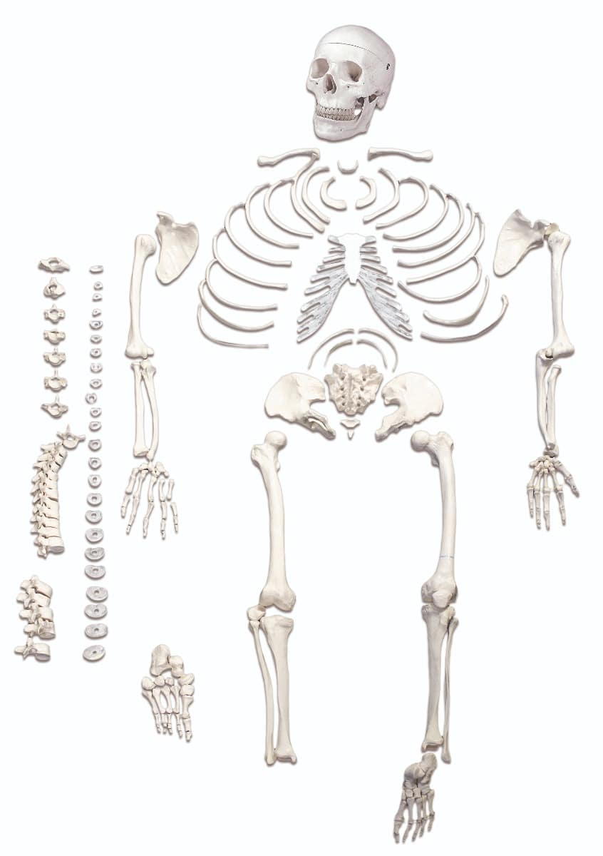 Walter Full-Size Disarticulated Skeleton