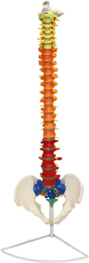 Walter Color-Coded Flexible Spinal Column
