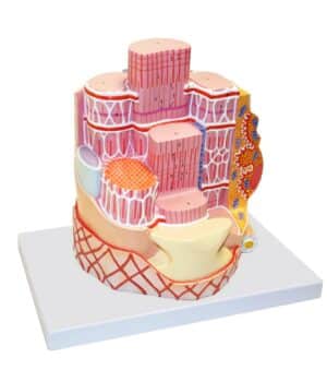 Walter Skeletal Muscle Fiber
