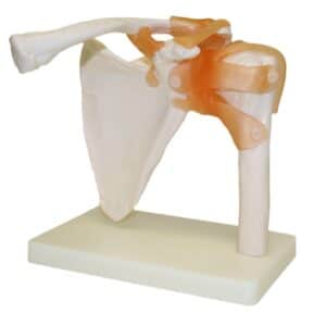 Walter Shoulder Joint