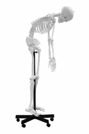 Walter Full-Size Flexible Skeleton