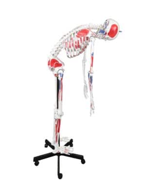 Walter Full-Size Flexible Skeleton w/Muscles