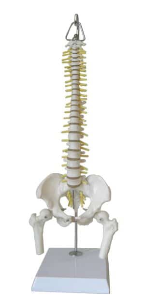 Walter Mini Human Spinal Column