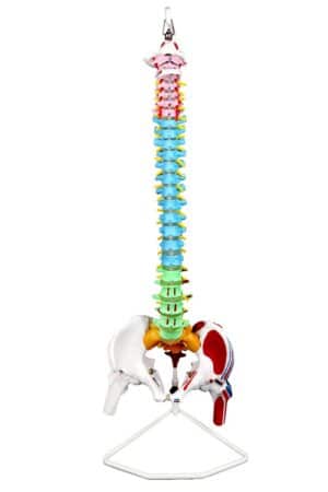 Walter Flexible Spinal Column w/Colour-Coded Regions and Muscles