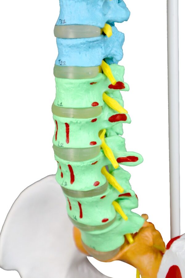 Spinal Column Point Life-Size Flexible Spinal Column with Color-Coded Regions and Muscles ...