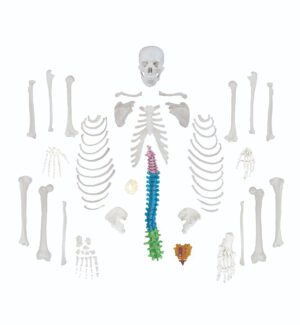 Walter Full-Size Disarticulated Skeleton w/Colour-Coded Spinal Column