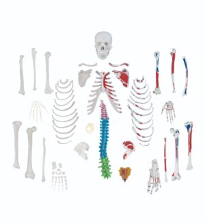 Walter Full-Size Disarticulated Skeleton w/Muscles & Colour-Coded Spinal Column