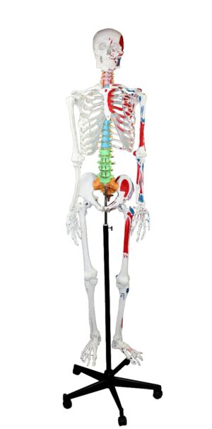 Walter Full-Size Skeleton w/Muscles & Colour-Coded Spinal Column