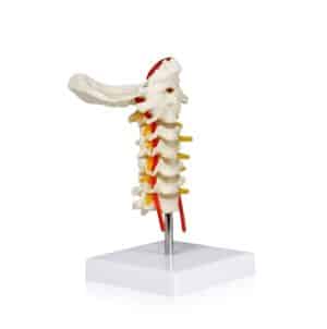 Walter Cervical Spinal Column