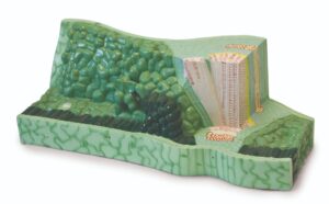 Walter Leaf Structure Model