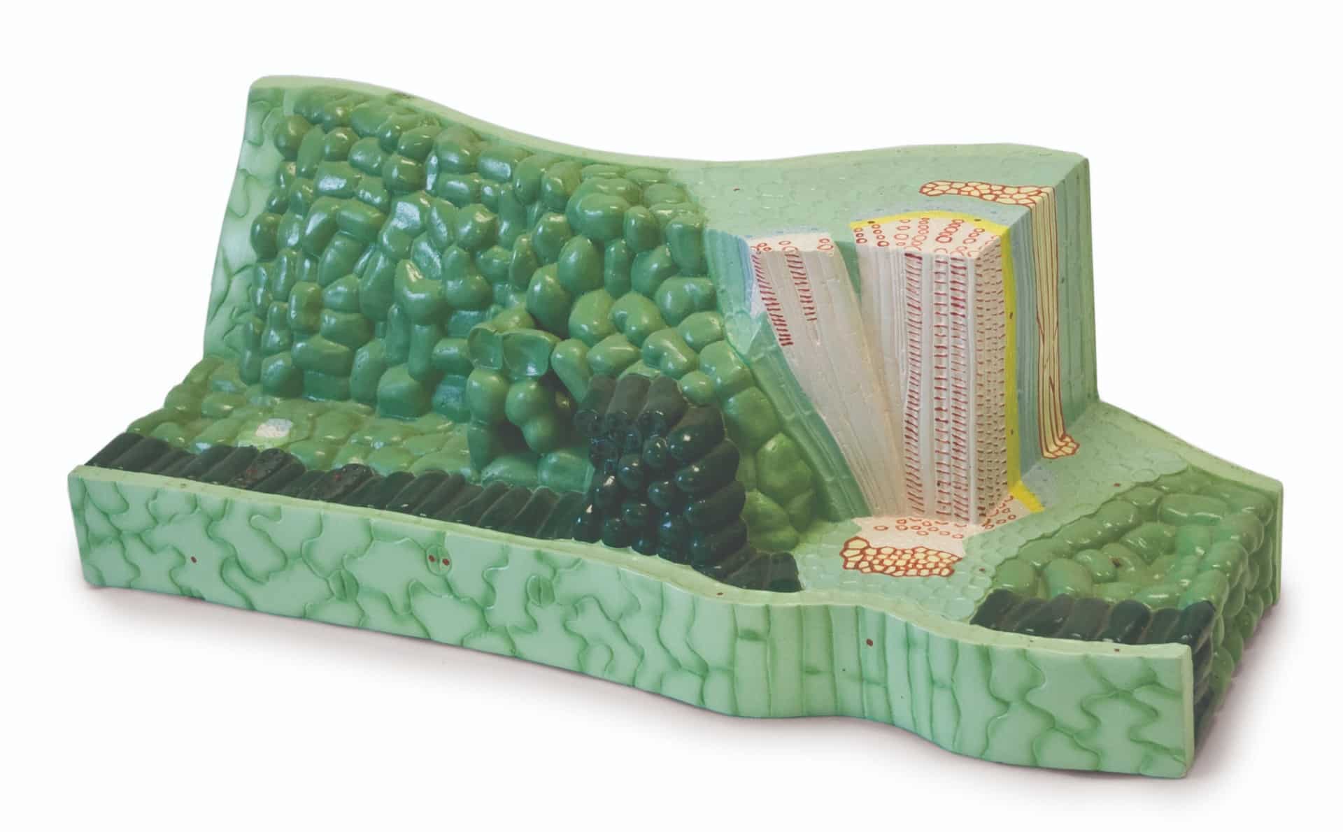 Walter Leaf Structure Model