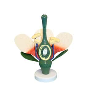 Walter Dicot Flower Model