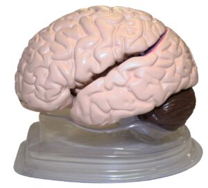 Walter Life-Size Brain Model-8 Parts